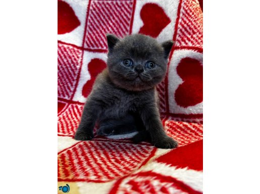 iran kedisi ve exotic shorthair yavrusu