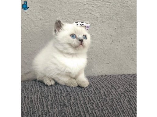 2 aylık british shorthair blupoint yavrularım sizlerle