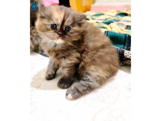 2 aylık britişh yavrularım yuvalarını bekliyor