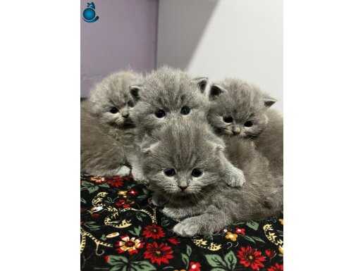 1 Aylık Yavru Kedi 