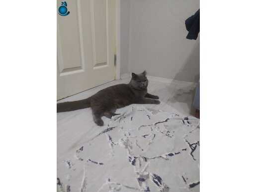 British shorthair 1 yaşında erkek kedimizi sahiplendirmek 