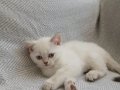 Safkan British Shorthair Dişi Yavru