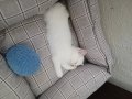 Safkan British Shorthair Dişi Yavru