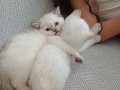 Safkan British Shorthair Dişi Yavru