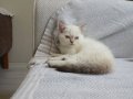 Bu güzelliğe bakmadan geçmeyin