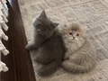 British longhair iki tatlı yavru kedi