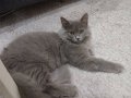 İki british longhair yavrularıma yuva arıyorum