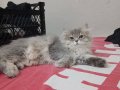 İki british longhair yavrularıma yuva arıyorum