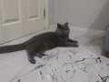 British shorthair 1 yaşında erkek kedimizi sahiplendirmek 