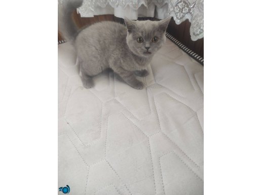 Minnoş 