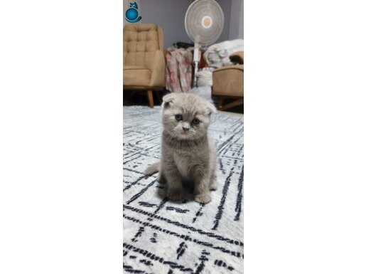 Hepsi var arayın iki cins 