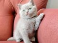 Sağlık Garantili British Shorthair Yavruları 