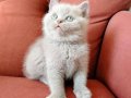 Sağlık Garantili British Shorthair Yavruları 
