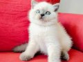 Sağlık Garantili British Shorthair Yavruları 