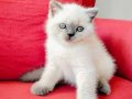 Sağlık Garantili British Shorthair Yavruları 