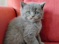 Sağlık Garantili British Shorthair Yavruları 