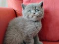 Sağlık Garantili British Shorthair Yavruları 