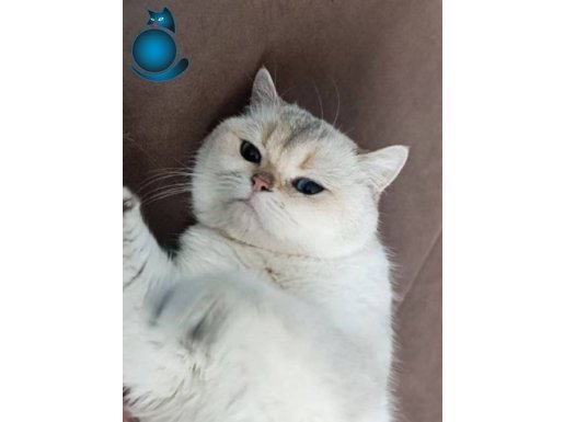 Blue point dişi anne kedi uysaldır 