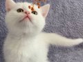 MİNİ MİNİ TÜY YUMAKLARI YENİ AİLESİNİ ARIYOR