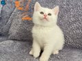 MİNİ MİNİ TÜY YUMAKLARI YENİ AİLESİNİ ARIYOR