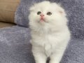 TÜY YUMAĞI SCOTTİSH FOLD YAVRULARIMIZ 