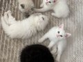 MİNİ MİNİ TÜY YUMAKLARI YENİ AİLESİNİ ARIYOR