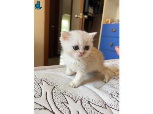 GOLDEN POİNT BRİTİSH YAVRU KEDİ