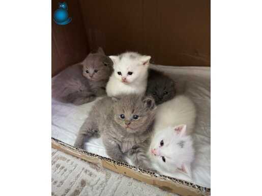 Yavru british shorthair
