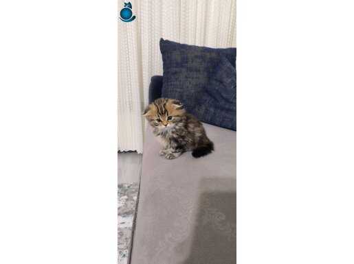 2 aylık kediler