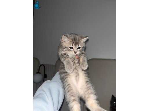 British shorteir tabby