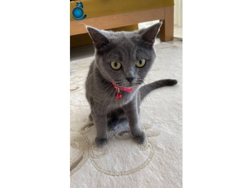 British dişi kedi