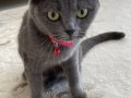 British dişi kedi