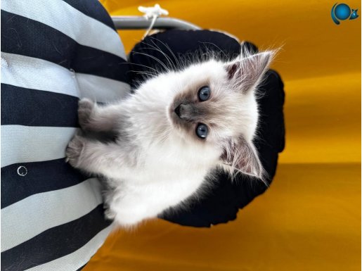 Safkan Ragdoll 