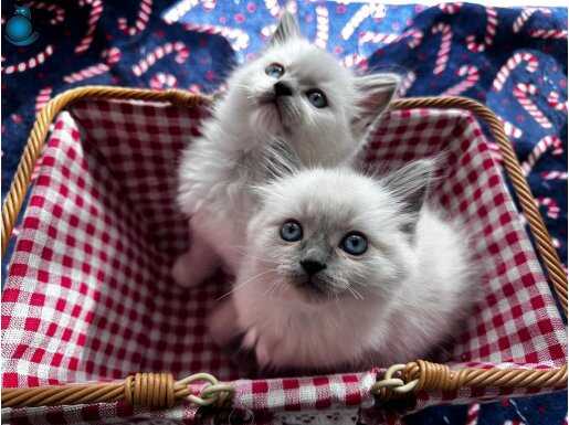 Muhteşem Ragdoll yavruları yuvalarını arıyor!