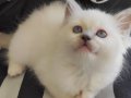 Safkan Ragdoll Yavrumuz yeni yuvasını arıyor!