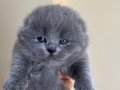 Scottish fold - british sorthair kardeşler