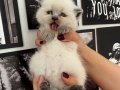 Kedi sahiplenme