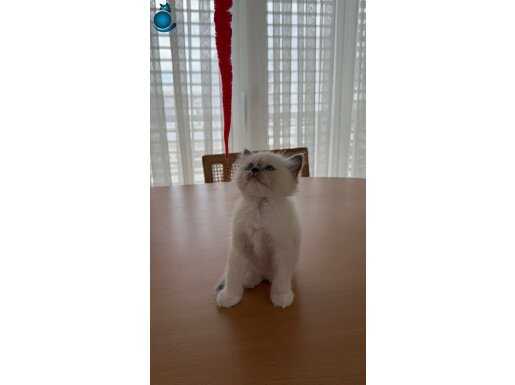 Ragdoll yavru kediler 