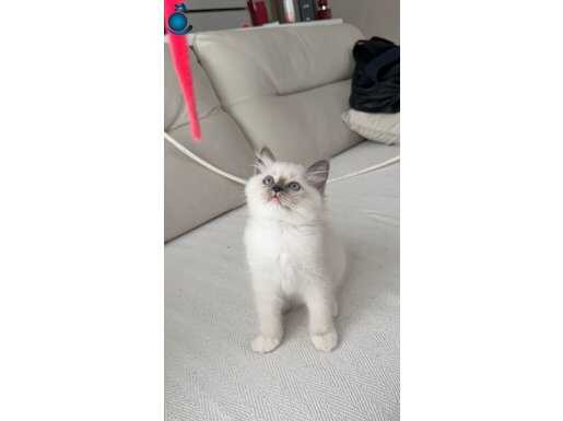 2 aylık Blue mitted dişi ragdoll 