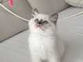 2 aylık Blue mitted dişi ragdoll 