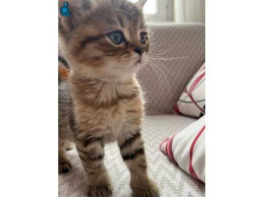 British shorthair black golden