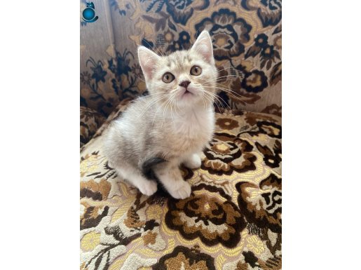SÜTTEN KESİLECEKLER HARİKA KEDİLER