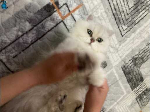 Sahibinden kedi ilanı acil bebekten dolayı ilana koduk o yüz