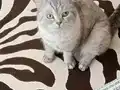Sağlık sorunları nedeni ile sahiplendirme