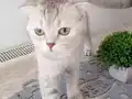 Sağlık sorunları nedeni ile sahiplendirme
