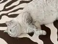 Sağlık sorunları nedeni ile sahiplendirme