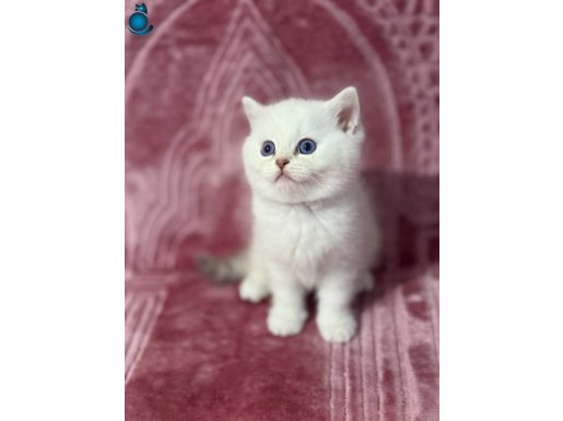 Safkan long taşıyıcı asil oğlum 