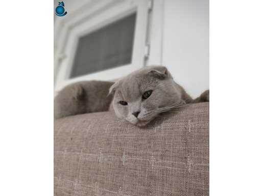 Sctotihs Fold erkek kedi bütün aşıları yapılmıştır 