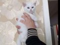 Old eyes ,2 aylık ,yeni yuvasını arayan minik