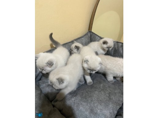Kum eğitimi var mama eğitimi de var